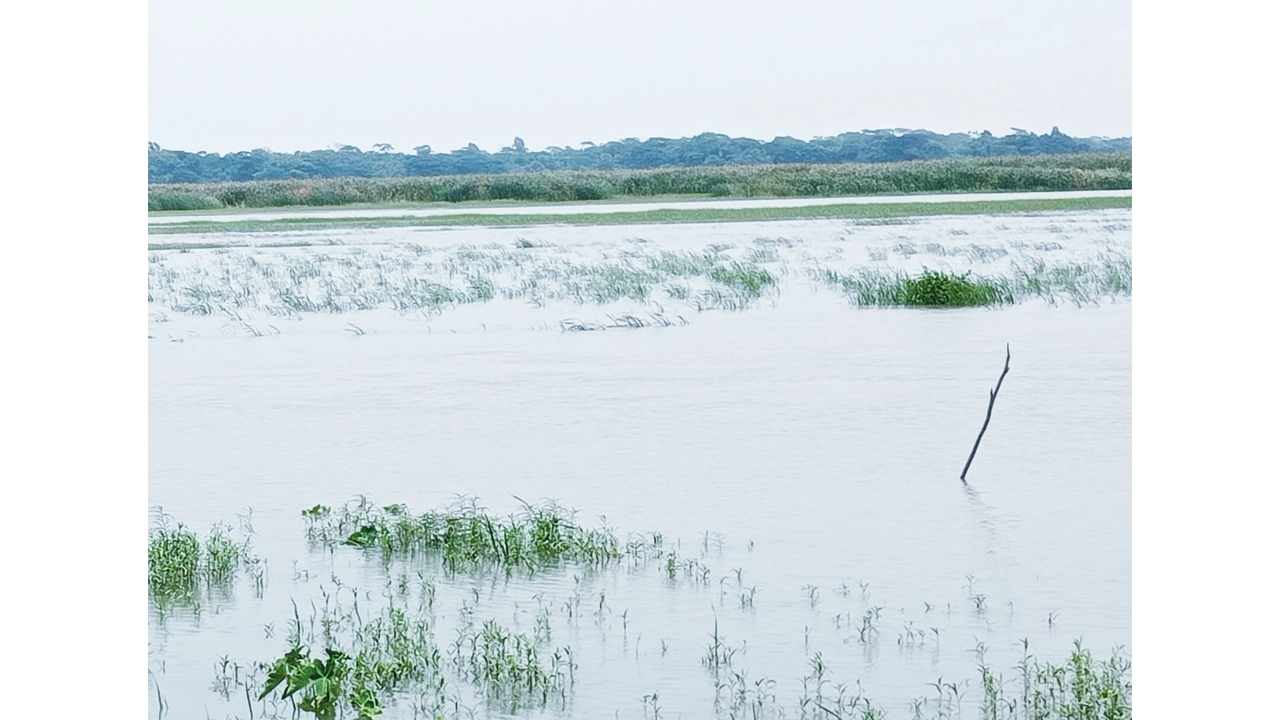 টানা বৃষ্টিতে দক্ষিণাঞ্চলে কৃষি ও মৎস্য খাতে ৩৮ কোটি টাকার ক্ষতি, বিপাকে ৪১ হাজার কৃষক