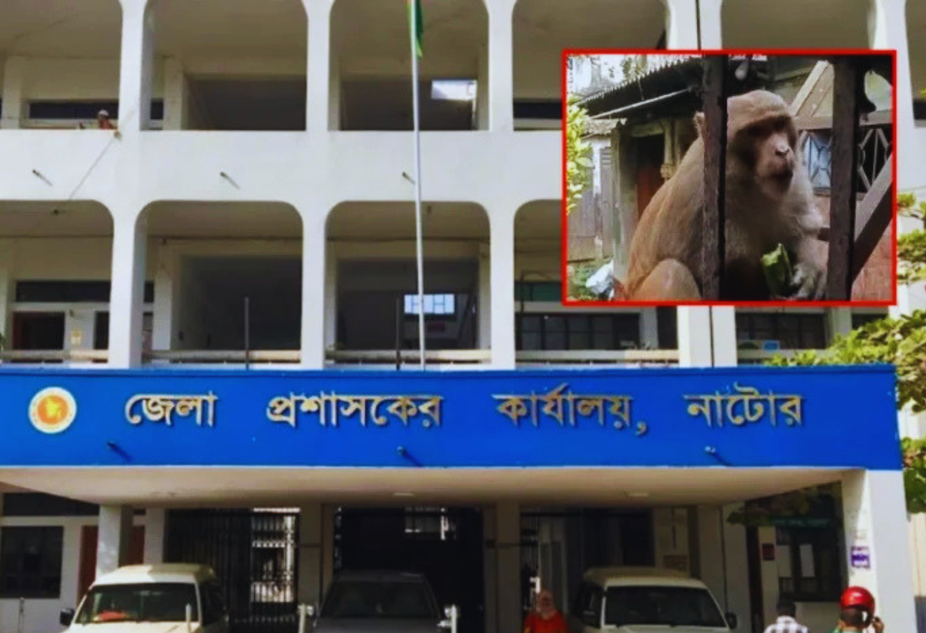 নাটোরে ‘খ্যাপা’ বানরের তাণ্ডব: ৩ মাসে আহত ৩২, রেহাই পেতে ডিসির কাছে চিঠি